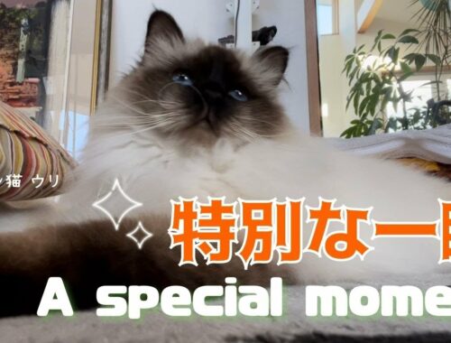 今日はにゃんの日？【特別な一瞬】A special moment（バーマン猫）Birman/Cat