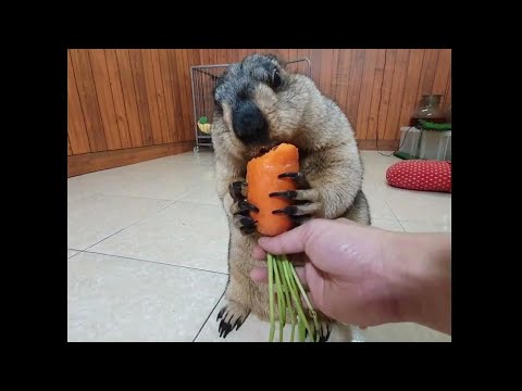 Marmot himalayan and fat carrot ASMR