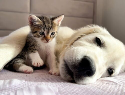 Tiny Kitten Wakes Up Golden Retriever Puppy [Cuteness Overload]