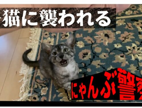 猛獣と化す仔猫【ボ～ッと見る猫動画エジプシャンマウ】