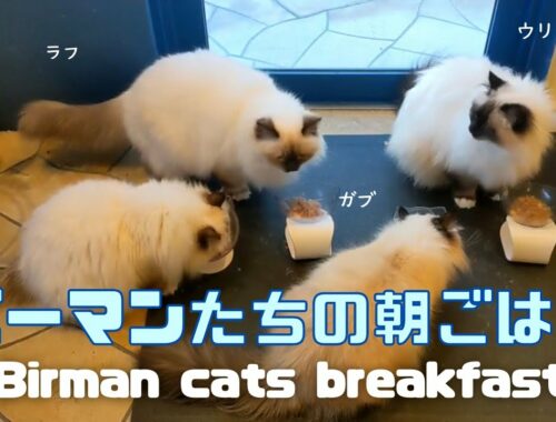 バーマン猫ラフとウリとガブとミカ【バーマンたちの朝ごはん】Birman cats breakfast（バーマン猫）Birman/Cat