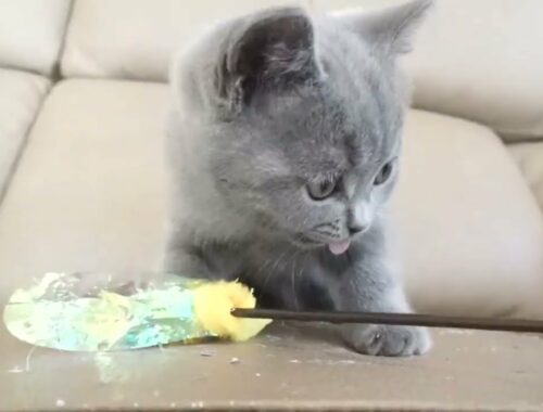 ブリティッシュショートヘアー子猫　British Shorthair　2022.11.22産まれ　ブルー　男の子　シーダキャット猫のお店