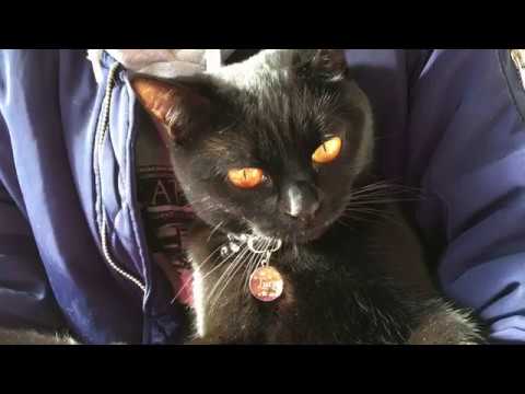 4匹の黒猫ボンベイファミリー の楽しい1日！Black bombay cat（黒のボンベイ猫）