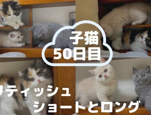 【ブリティッシュ子猫50日】ショートヘアとロングヘアの兄妹
