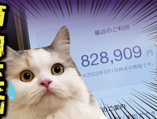 見た事ない金額を請求されて節約生活をしないといけなくなりました…【関西弁でしゃべる猫】