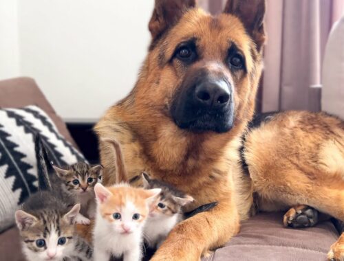 German Shepherd Attacked by Cute Tiny Kittens