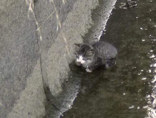 用水路に落っこちた子猫救出！