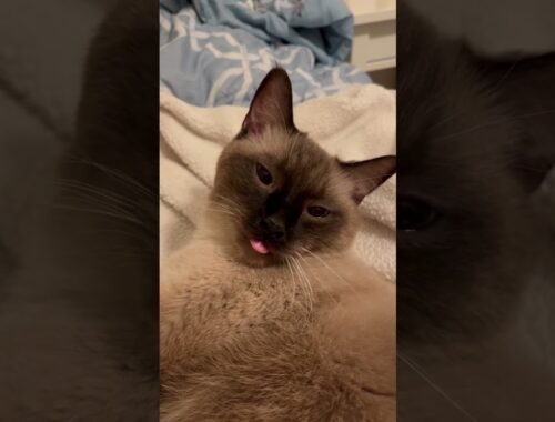 Cat tongue looks fake 😛 #cat