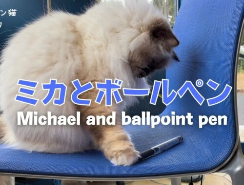 バーマン猫ミカ【ミカとボールペン】Michael and ballpoint pen（バーマン猫）Birman/Cat