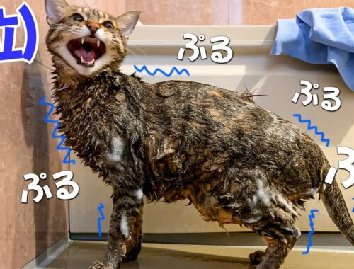 巨大でイケメンすぎる猫をお風呂で洗ったらネコが泣いちゃった…