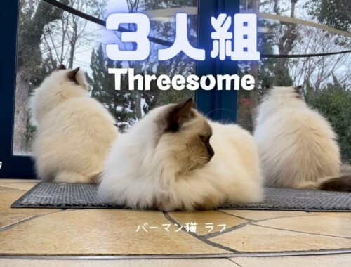 バーマン猫ミカとウリとラフ【３人組】Threesome（バーマン猫）Birman/Cat