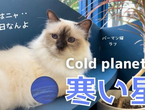 今日は記念日やニャ【寒い星】Cold planet （バーマン猫）Birman/Cat