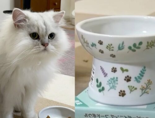 【猫壱】ハッピーダイニングで可愛すぎるお食事風景ペルシャ猫可愛すぎた！