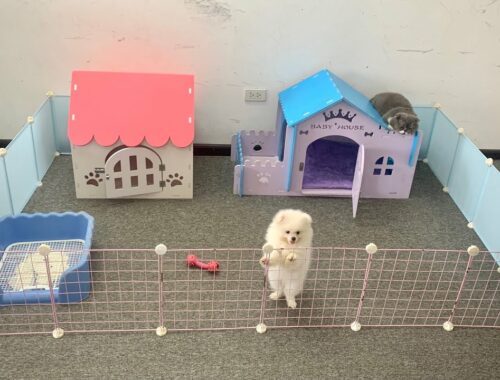 How to make Dollhouse for Pomeranian Poodle Puppies & Kitten with wooden and stainless steel
