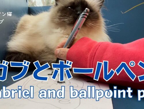 バーマン猫ガブ【ガブとボールペン】Gabriel and ballpoint pen（バーマン猫）Birman/Cat