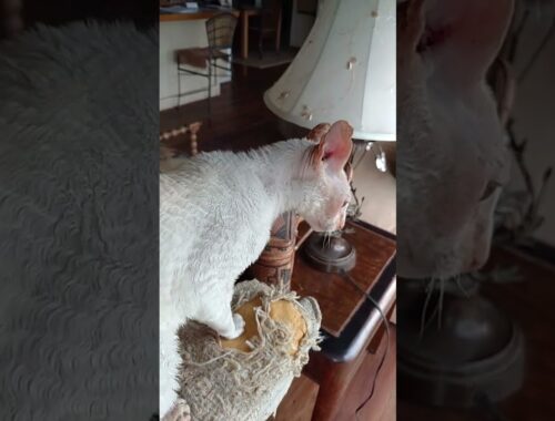 Brushing Babymoons coat (13yr old cornish rex)😸🐈