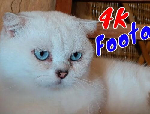 4K Quality Animal Footage - Cats and Kittens Beautiful Scenes Episode 14 | Viral Cat