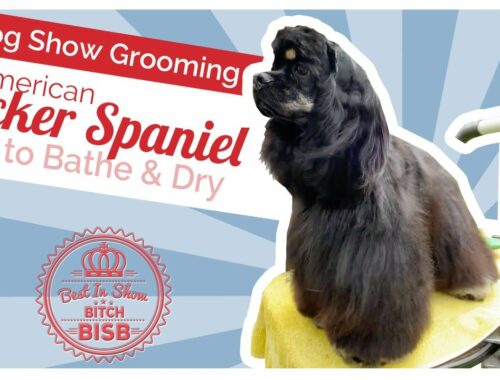 Dog Show Grooming: How to Groom an American Cocker Spaniel - Bath & Blow Dry