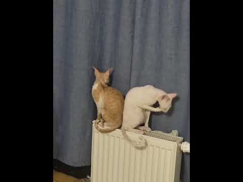 Red and white Cornish Rex cat named Semyon