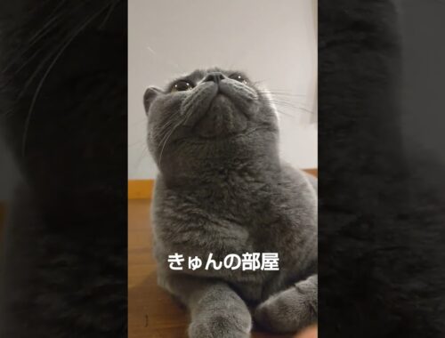 お留守番#ブリティッシュショートヘア #cat#ねこ#猫#shorts
