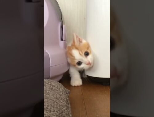 Cutest Kitten Stuck in a Corner!