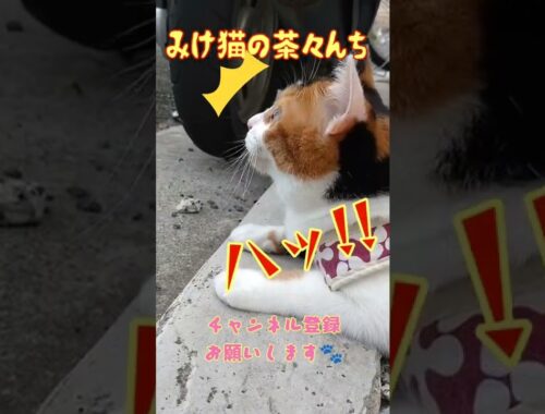 【猫のお散歩】かわいい日本猫がお散歩をするとこうなりました。暑くて威嚇した後おくちがひらきっぱなし。PART3　#保護猫　#三毛猫　#猫の散歩