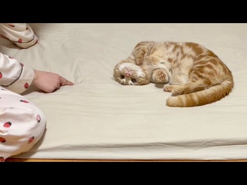 おいら、ねぇねとあそぶのだいすき！ Munchkin Cat loves to play with humans!