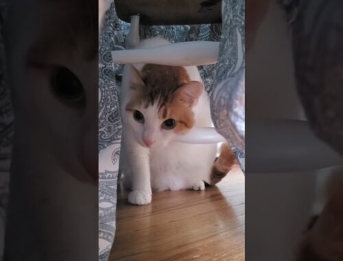 Sneak Attack by Turkish Van Cat