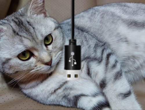 cat vs usb wire
