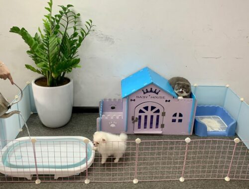 Build Garden House (Have Pool) for Pomeranian Poodle Puppies & Kitten with Wood & Metal - Mr Pet #24
