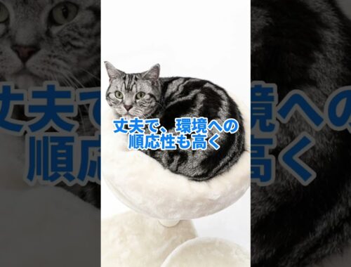 日本で人気の猫ランキングTOP3 #shorts