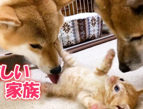 新しい家族！初めて柴犬と保護子猫のご対面♥　Kitten has joined a new family