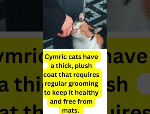 Interesting Facts About The Cymric Cat!!!