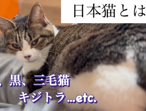 日本猫の種類や毛色についてお勉強✍️ / ナレーションはひ○ゆきさん声のAIです
