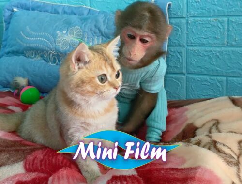 Mini film of naughty Kobi monkey and kitten