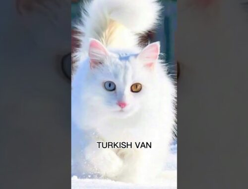 TURKISH VAN CAT 😻 #animals #cats #shorts