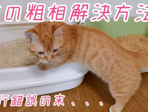 【マンチカン】猫の粗相解決方法と原因！【くうた】#26