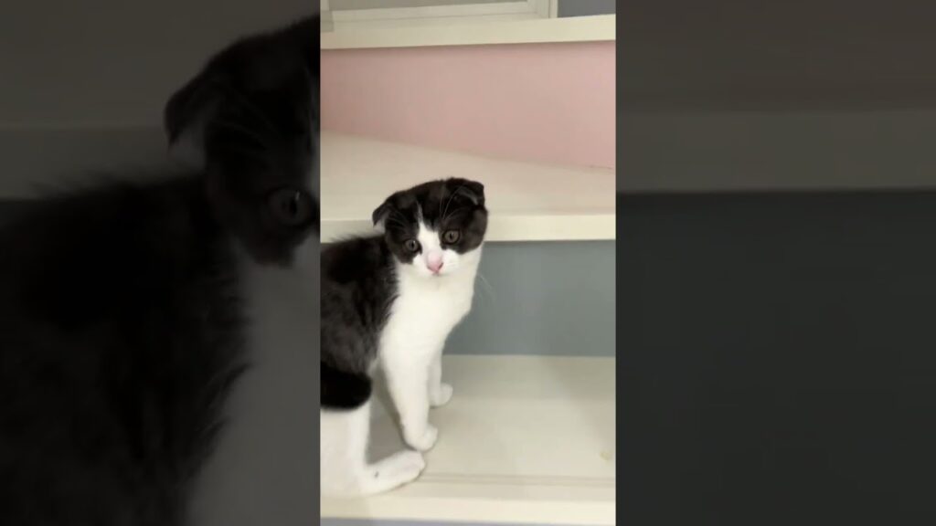 ごはんを催促しにくる子猫【猫のいる暮らし】#shorts
