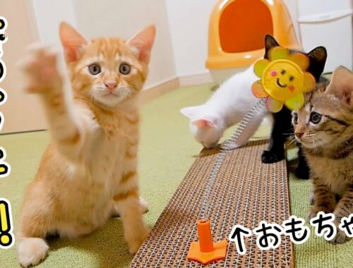 【悲報】子猫さん、おもちゃに遊ばれてしまう