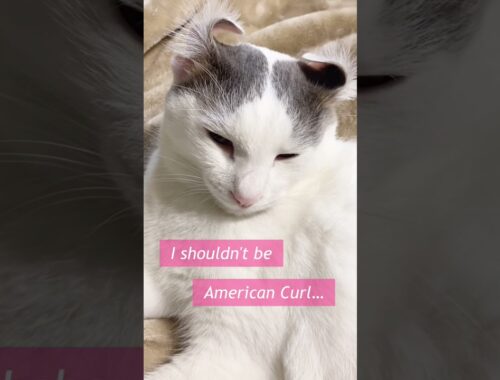 Impersonate American Curl アメリカンカールをモノマネする猫 #Cat #Jaanese #Shorts