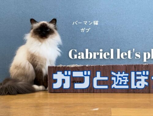 バーマン猫ガブ【ガブと遊ぼう】Gabriel let's play（バーマン猫）Birman/Cat