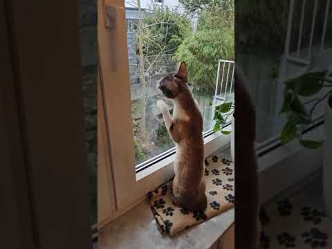 Cat see birds, just listen how she call birds😜😽😸Cornish Rex