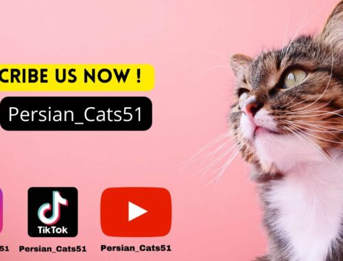 Persian Cat Lovers 🥰  | White and Brown Cats  | So Cute | Cats lovers - Cat life  @Persain_Cat51