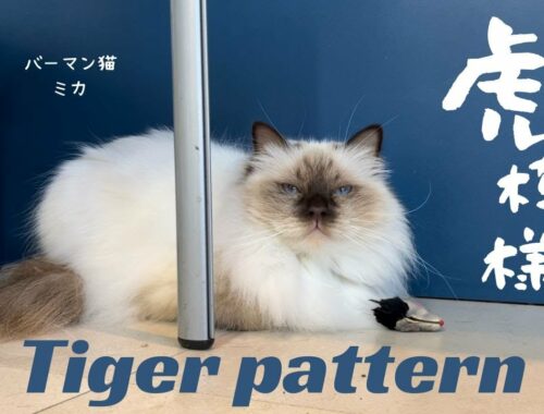 バーマン猫ミカ【虎模様】Tiger pattern（バーマン猫）Birman/Cat