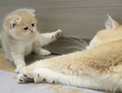 Baby kitten Mio is challenging her mom to fight and the result is...