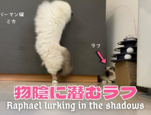 バーマン猫たちの遊び時間【物陰に潜むラフ】Raphael lurking in the shadows（バーマン猫） Birman/Cat