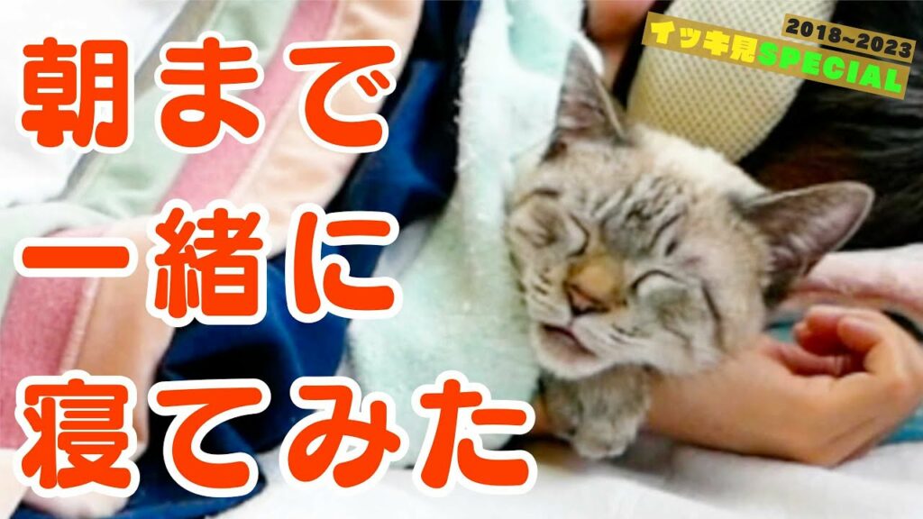 5年間、猫と毎日一緒に寝てみた結果… 5年間、猫と毎日一緒に寝てみた結果…