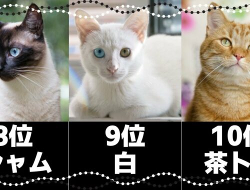 人気の猫柄ランキングトップ10！日本の猫の模様の種類や性格｜飼い主さんの声総まとめ