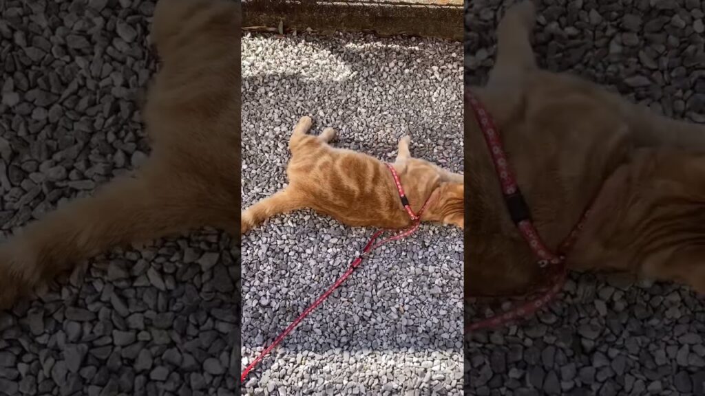 呼べば来る猫 うめ 散歩 アメリカンショートヘアー cat ゴロゴロ ご機嫌 呼べば来る猫 うめ 散歩 アメリカンショートヘアー cat ゴロゴロ ご機嫌