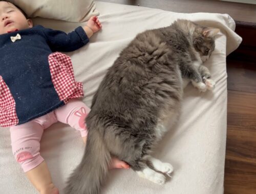 寝ている赤ちゃんにモフモフを提供する猫　ノルウェージャンフォレストキャット　A cat providing warmth to a sleeping baby